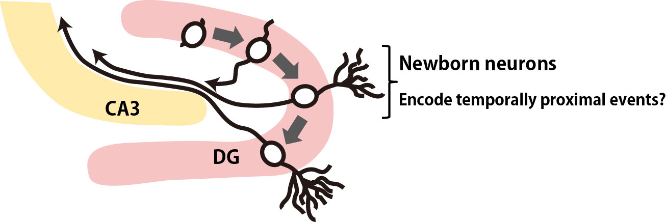 The role of hippocampal newborn neurons in encoding temporal information